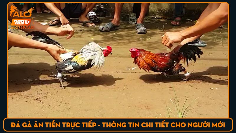 Đá gà ăn tiền trực tiếp