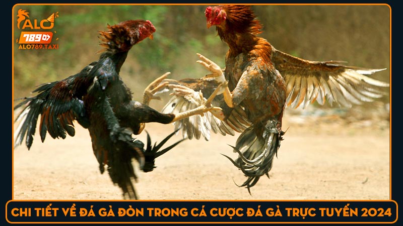 Chi tiết về đá gà đòn