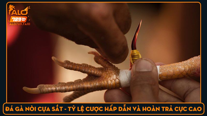 Đá gà nòi cựa sắt