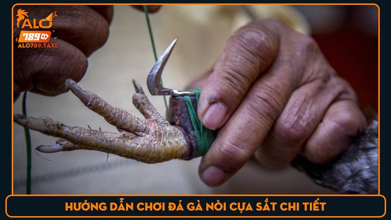 Hướng dẫn chơi đá gà nòi cựa sắt chi tiết