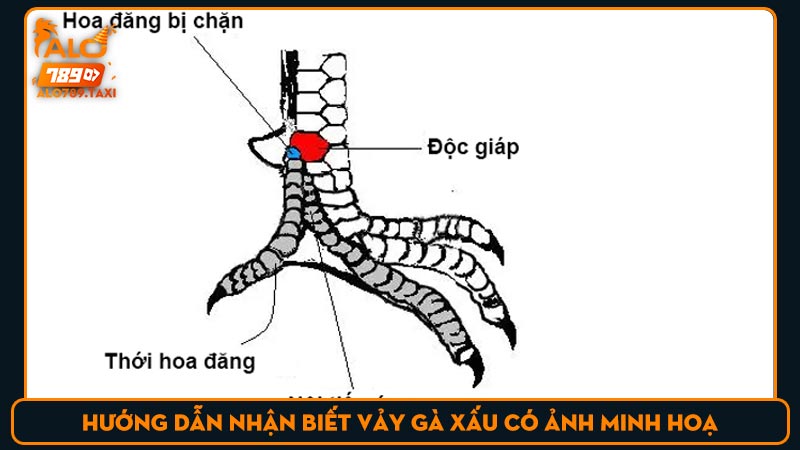 Hướng dẫn nhận biết vảy gà xấu có ảnh minh hoạ