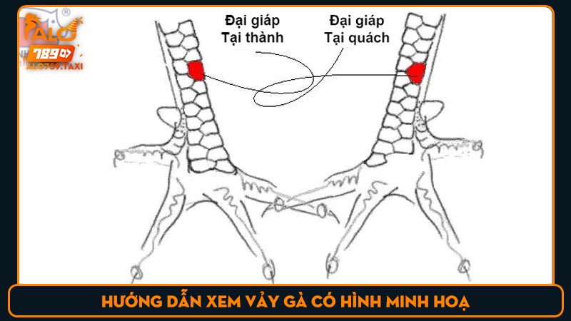 Hướng dẫn xem vảy gà có hình minh hoạ