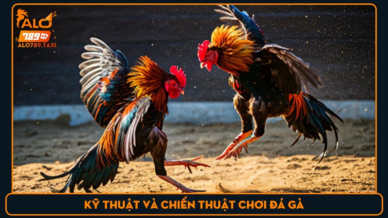 Kỹ thuật và chiến thuật chơi đá gà