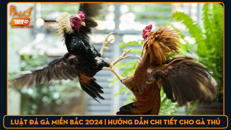 Luật đá gà miền Bắc 2024