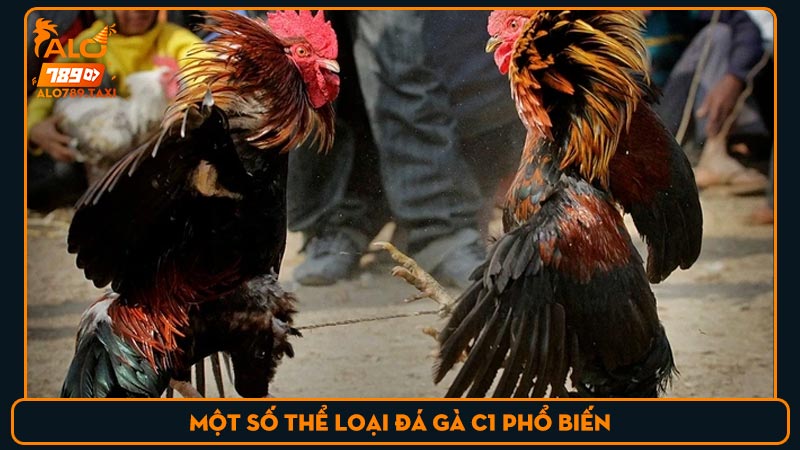 Một số thể loại đá gà C1 phổ biến