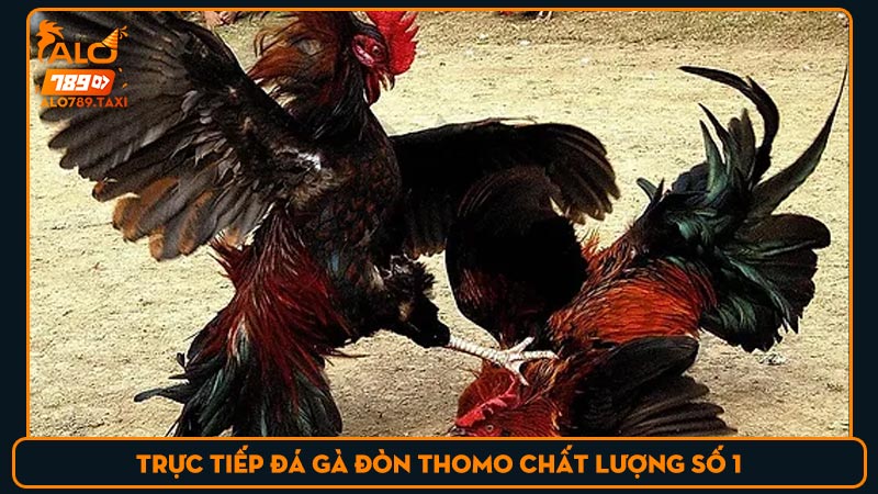 Trực tiếp đá gà đòn Thomo chất lượng số 1