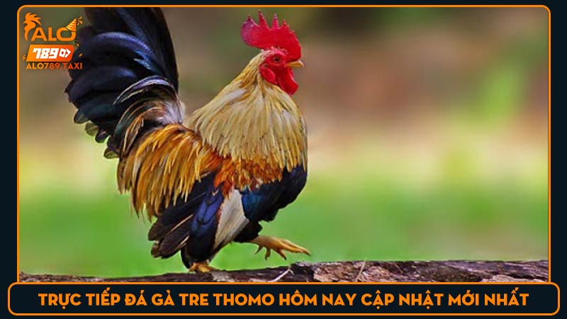 Trực tiếp đá gà tre Thomo hôm nay cập nhật mới nhất