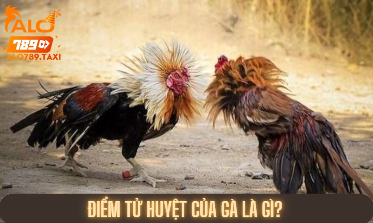 Điểm tử huyệt của gà là gì?
