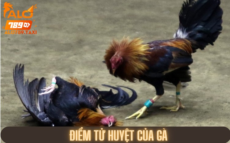 Điểm tử huyệt của gà
