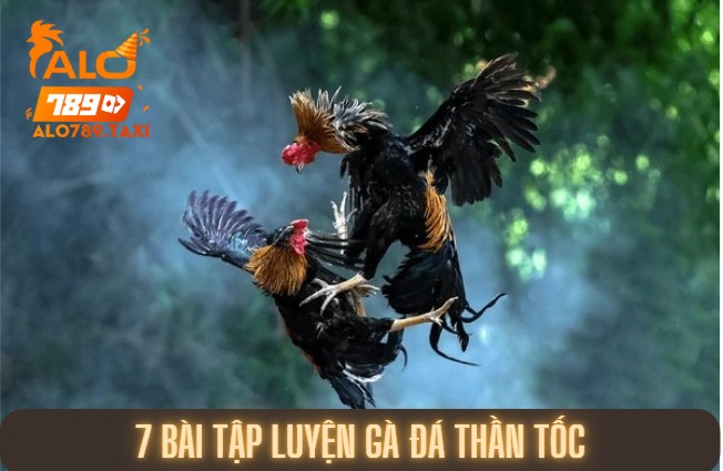 7 bài tập luyện gà đá thần tốc để gà chiến “vô đối”