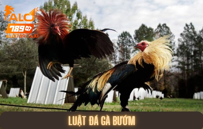 Luật đá gà bướm là gì